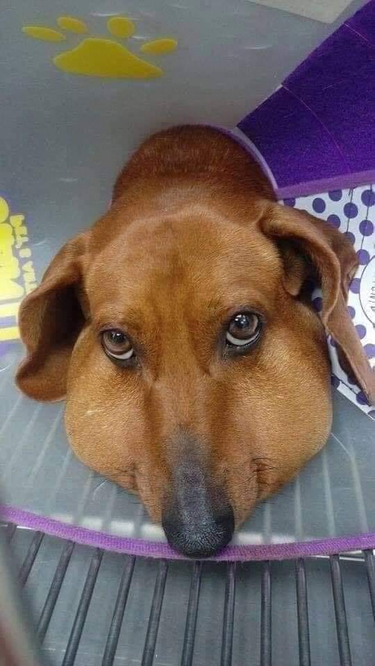 Lỡ Lời Làm Chó 500 Đời