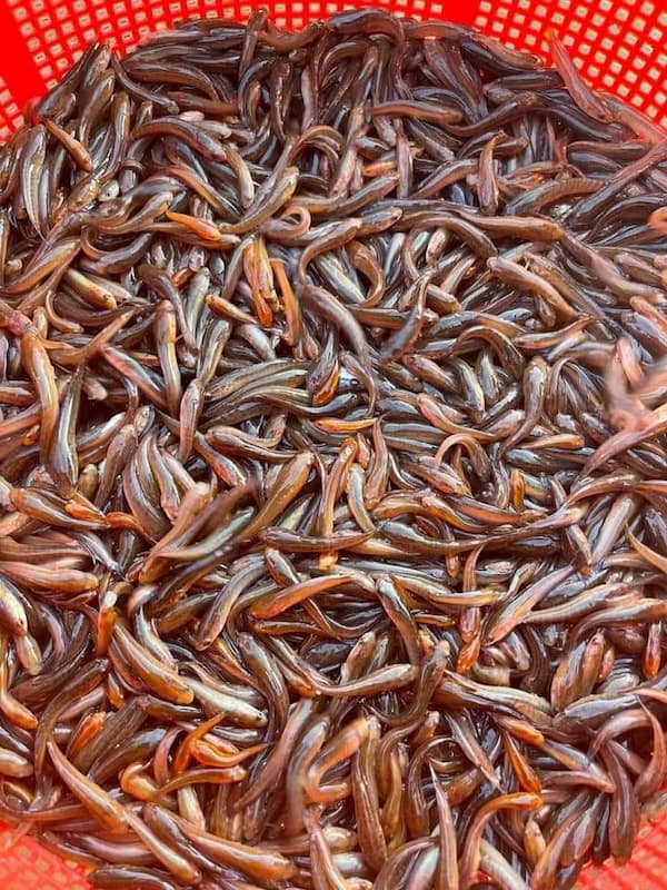 Báo Ứng Hiện Đời – Bầy Cá Trong Lu Nước