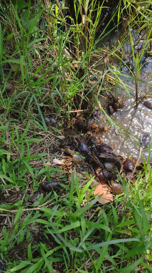 Thương Con Đứt Ruột – Nai Mẹ