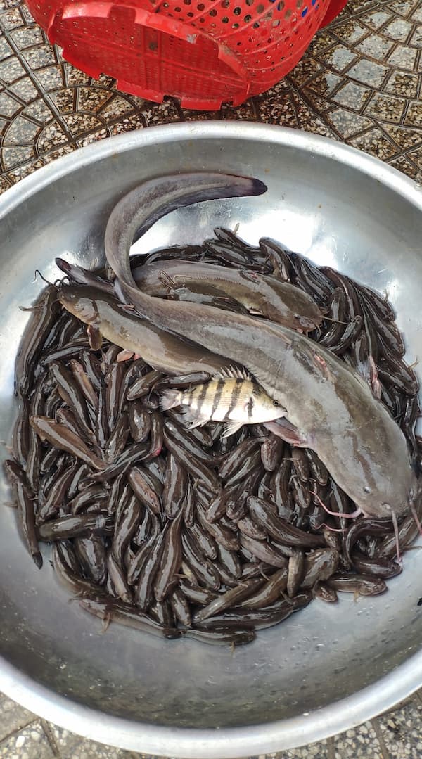 Đào Ao Phóng Sinh