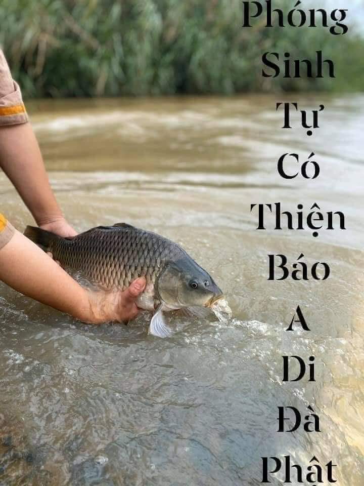 Phóng Sinh Tăng Tuổi Thọ
