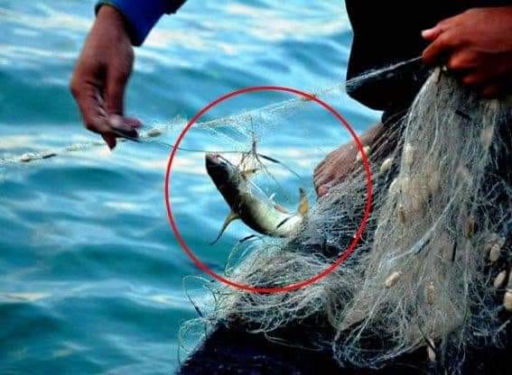 Lưới Cá Lưới Cả Mình