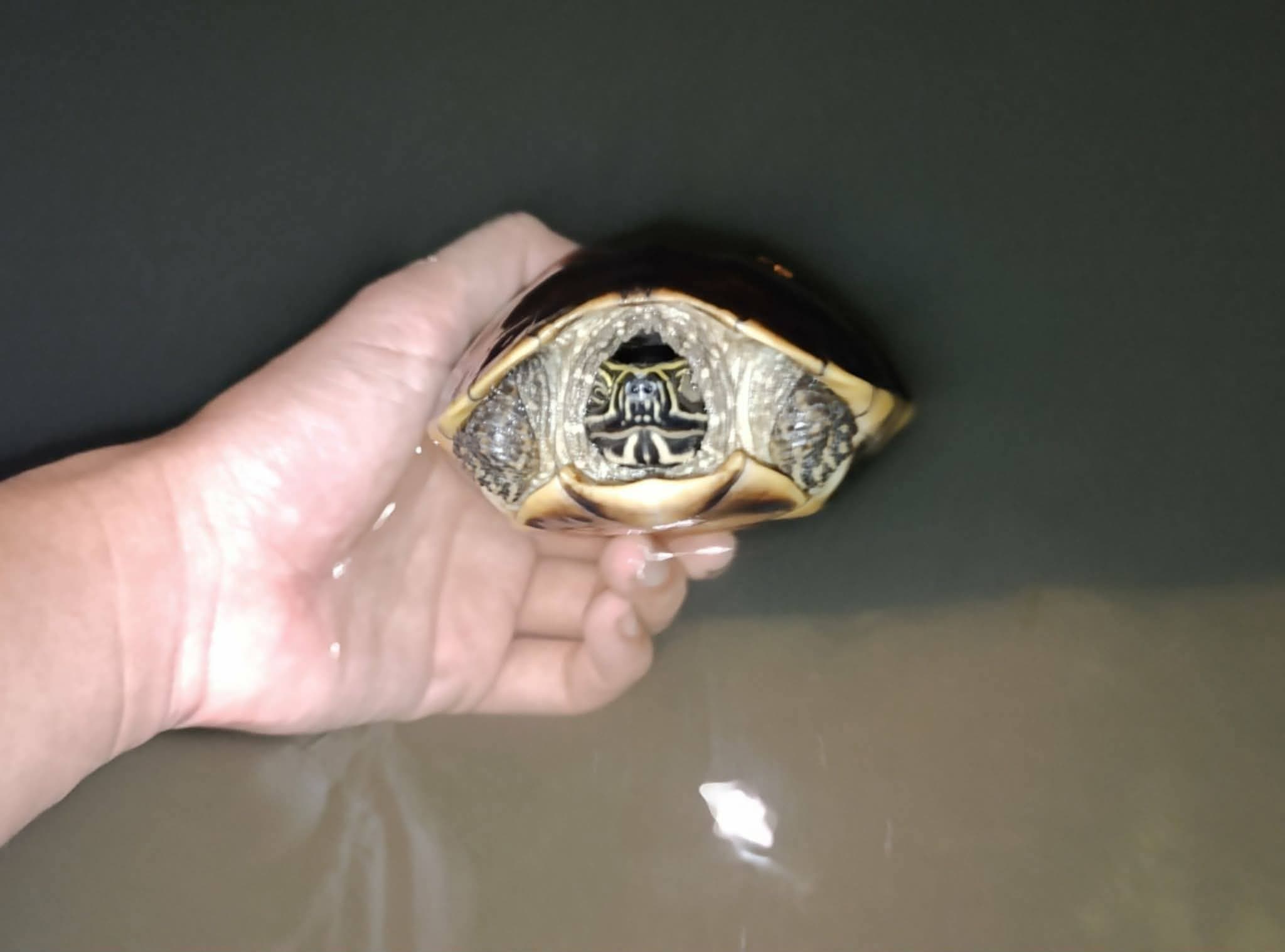 Phóng Sinh Rùa Gặp Nhiều May Mắn