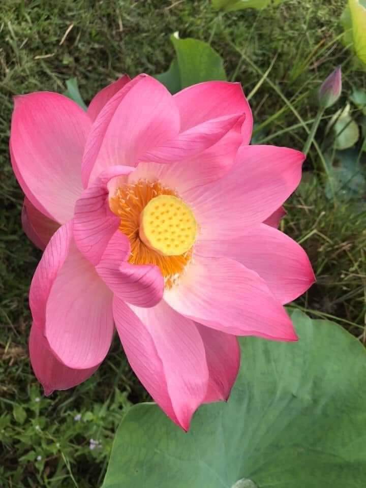 Nhân Quả – Chim Và Kiến