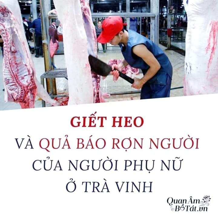 Giết Heo Và Quả Báo Rợn Người